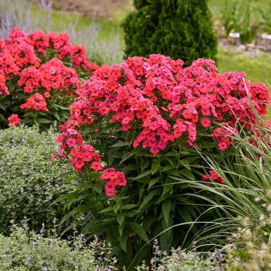 Phlox paniculata Coral Flame