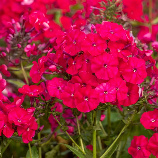 Phlox paniculata 'Miss Mary'