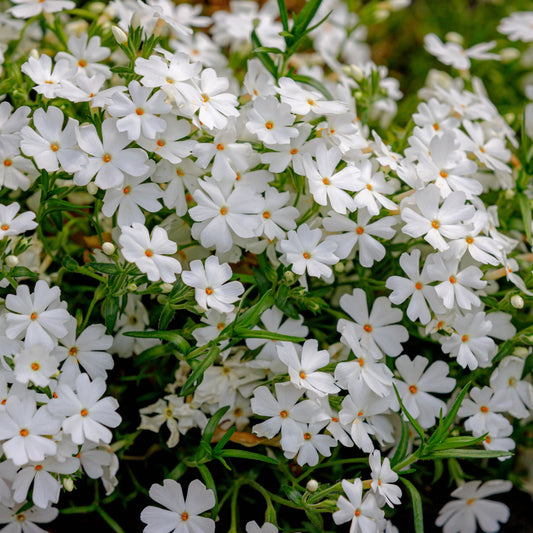 Phlox subulata 'White Delight'