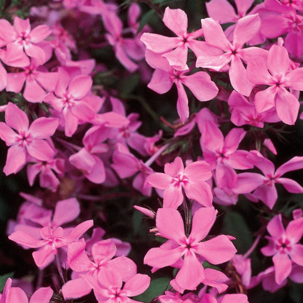 Phlox Woodlander 'Rose'