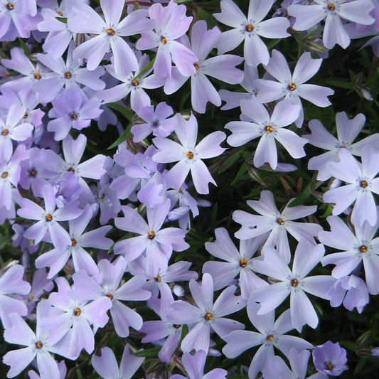 Phlox subulata 'Emerald Blue'