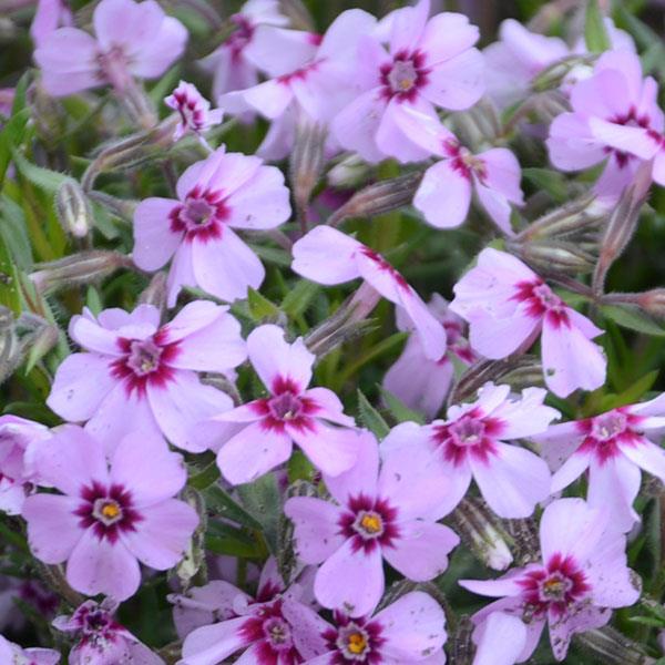 Phlox subulata 'Eye Candy'