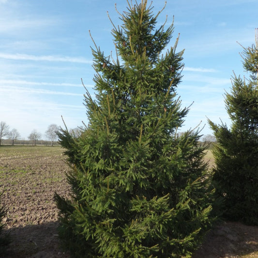 Picea abies