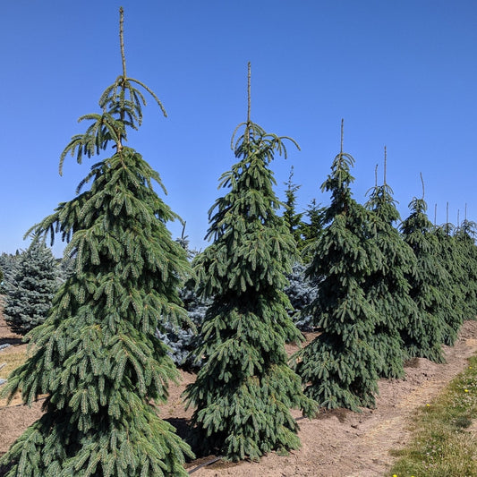Picea glauca 'Pendula'