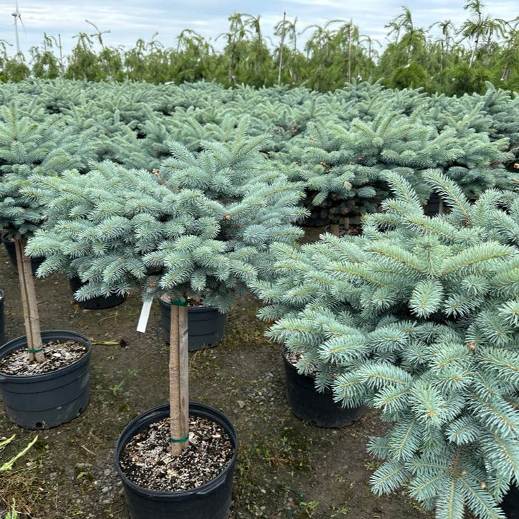 Picea pungens glauca 'Globosa' (sur tige)