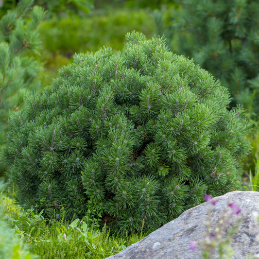 Pinus mugo 'Pumilio'