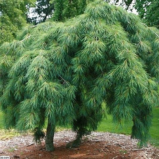 Pinus strobus 'Pendula'