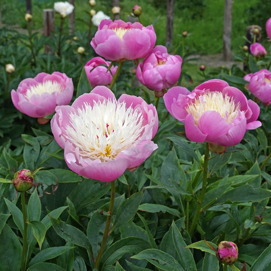 Paeonia 'Bowl Of Beauty'