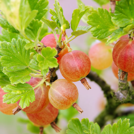 Ribes uva-crispa 'Pixwell'