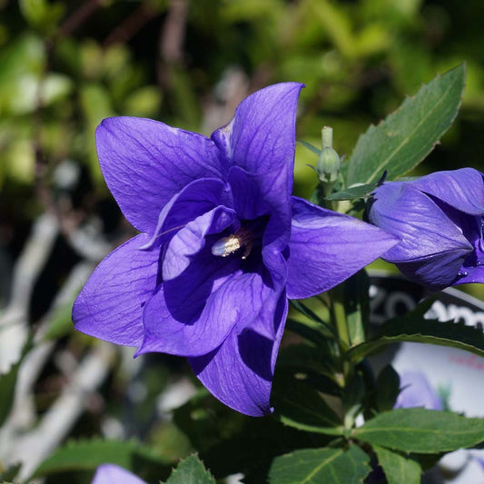Platycodon 'Astra Double Blue'