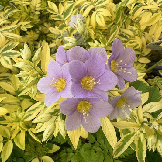 Polemonium 'Golden Feathers'