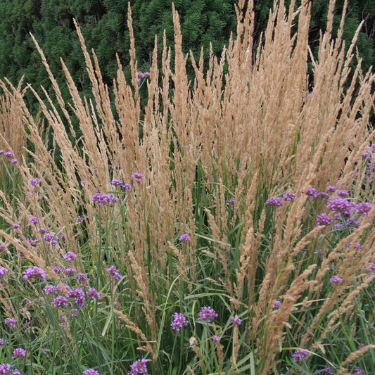 Calamagrostis acutiflora (x) 'Overdam'
