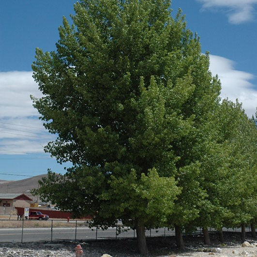 Populus deltoides 'Siouxland'