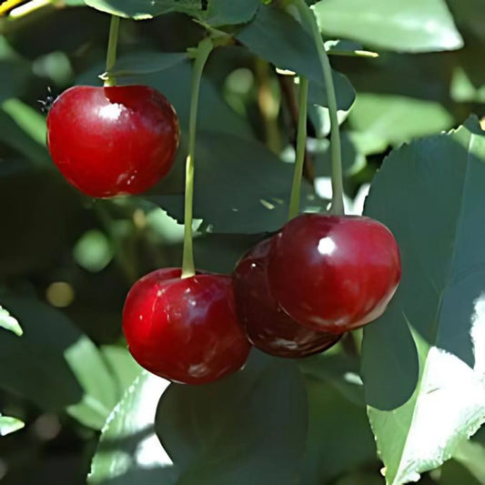 Prunus cerasus 'Roméo' (biologique)