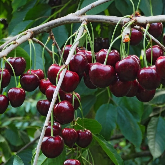 Prunus cerasus 'Juliet' (biologique)