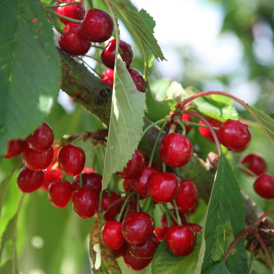 Prunus avium 'Stella'