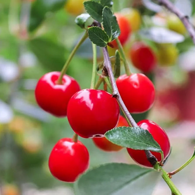 Prunus cerasus 'Evans' std