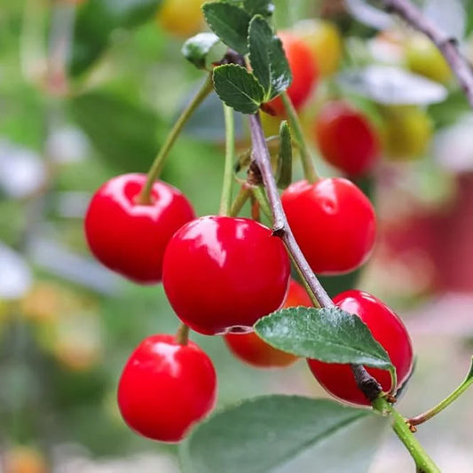 Prunus cerasus 'Evans' std