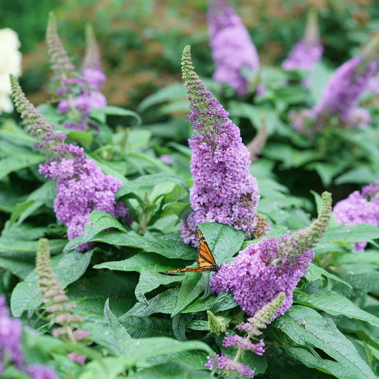 Buddleja 'Pugster Amethyst'