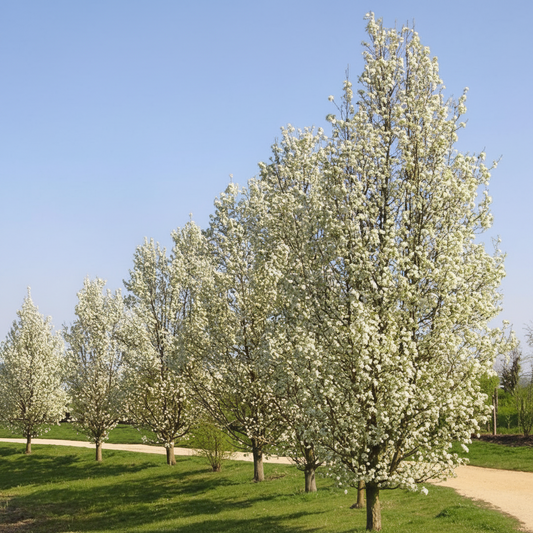 Pyrus calleryana 'Chanticleer'