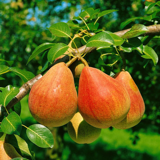 Pyrus communis 'Clapp'