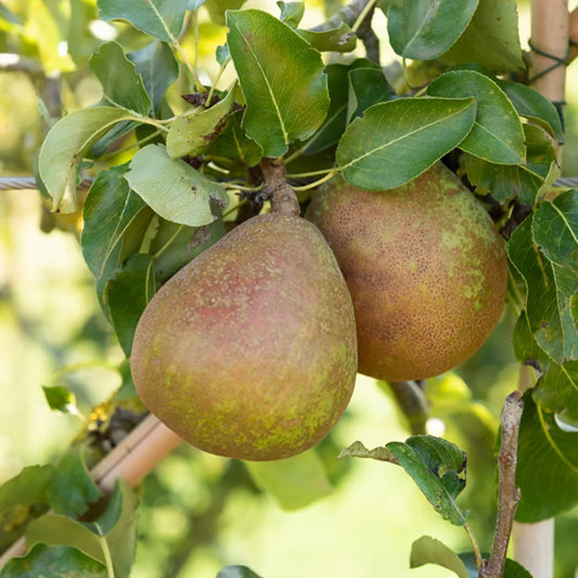 Pyrus communis 'Comice'