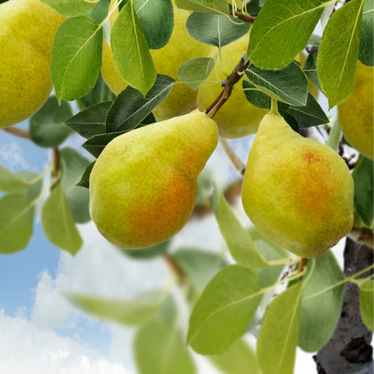 Pyrus communis 'Golden Spice'
