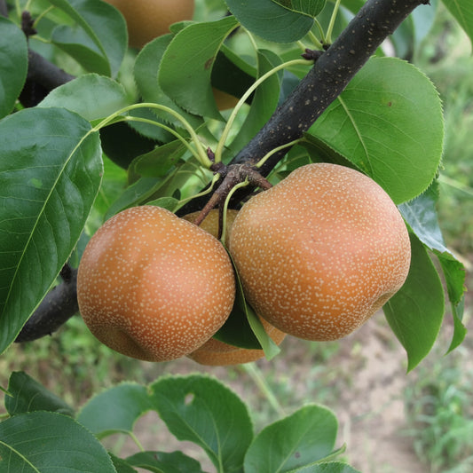 Pyrus pyrifolia 'Chojuro'