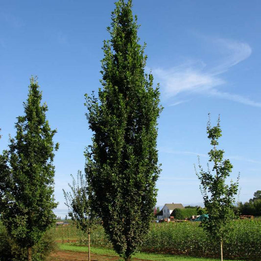 Quercus robur alba 'Skinny Genes'