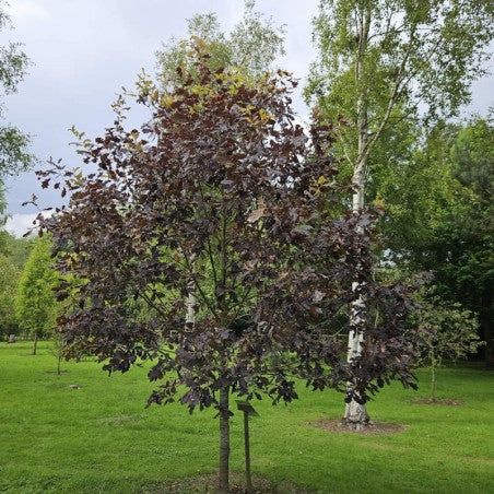 Quercus robur 'Timuki'