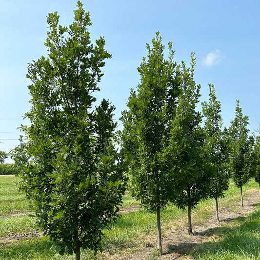 Quercus robur alba 'Streetspire'