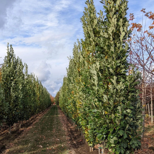 Quercus robur bicolor 'Kindred Spirit' (nadler)