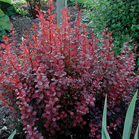 Berberis thunbergii 'Ruby Carousel' ('Bailone')