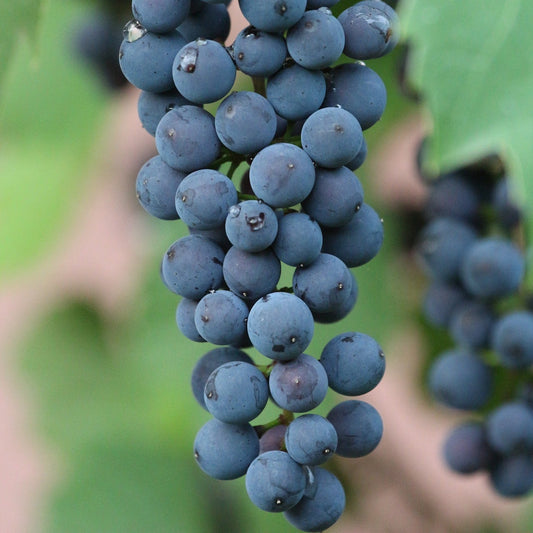 Vitis riparia 'Montreal Blues' (biologique)