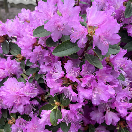 Rhododendron 'P.J. Mezitt Elite Star'
