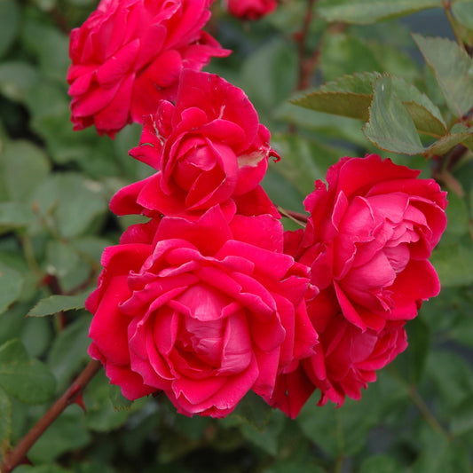Rosa rugosa 'Alexander Mackenzie'