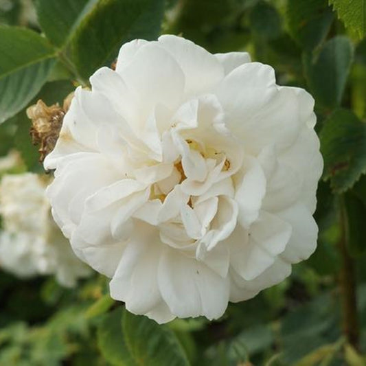 Rosa 'Alba Meidiland'