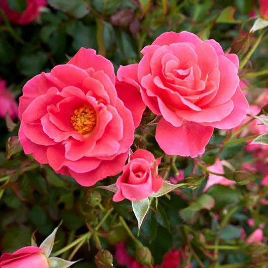 Rosa 'Aurora Borealis'