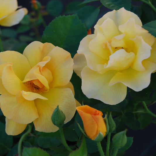 Rosa 'Bill Reid'