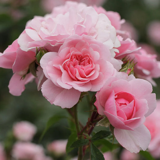 Rosa 'Bonica' (Meidomonac)