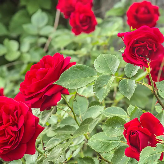 Rosa 'Bouclier Canadien' / 'Canadian Shield'