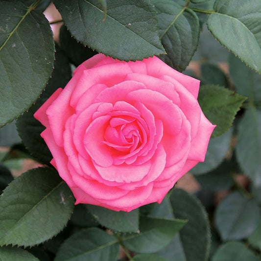 Rosa 'Canada Blooms'