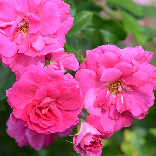 Rosa 'Captain Samuel Holland'