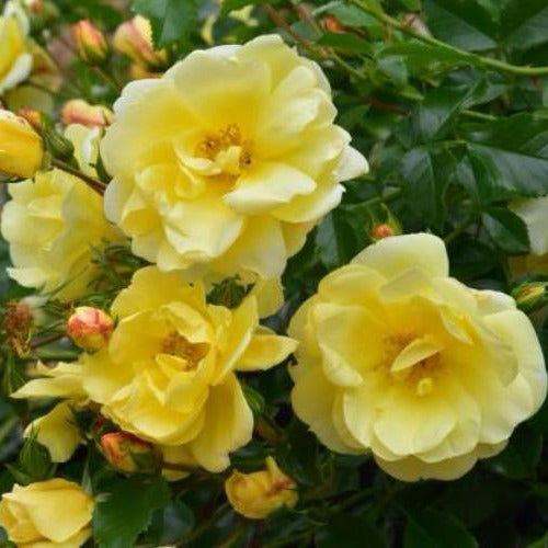 Rosa 'Carefree Sunshine'