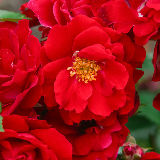 Rosa 'Champlain'