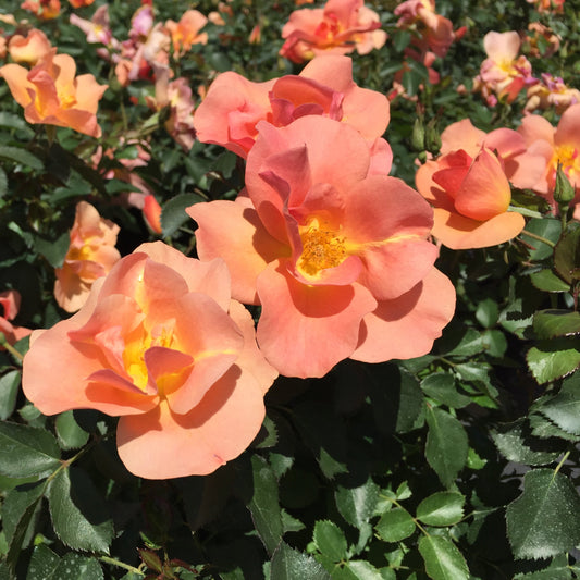 Rosa 'Chinook Sunrise'