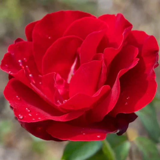 Rosa 'Emily Carr'