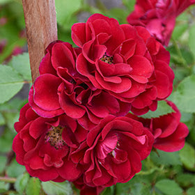 Rosa 'Fire Meidiland'