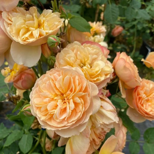 Rosa 'Flavorette Honey-Apricot'