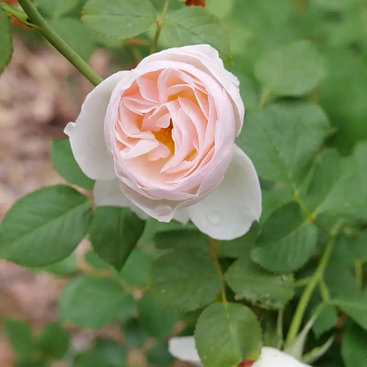 Rosa 'Flavorette Pear'd'